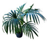 Palemera Kentia !! 0