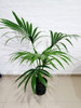 Palemera Kentia !! 3