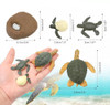 Juguete Ciclo De La Vida De La Tortuga Evolución 4 Piezas 3