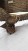 Antigua Águila De Bronce Maciza 3
