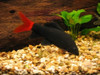 Labeo Bicolor Chico Surtido Oferta A Mundo Acuatico 0