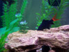 Labeo Bicolor Chico Surtido Oferta A Mundo Acuatico 2