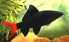 Labeo Bicolor Chico Surtido Oferta A Mundo Acuatico 5