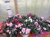 Azaleas Gran Variedad De Colores 0
