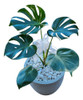 Planta Monstera (esqueleto De Caballo) 0