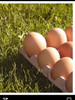 Huevos Frescos De Gallinas Criadas A Campo. 2