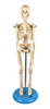 Esqueleto Humano De 45 Cm 0