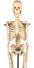 Esqueleto Humano De 45 Cm 1