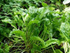 Sementes Azedinha Rumex Acetosa Folha Larga Carta Registrada 2