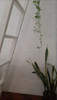 Placas Antihumedad Travertino Pared Revestimiento Pintura 1