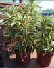Planta Dracena Reflexa Envío Gratis 1