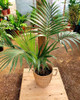 Palmera  Con Maceta. 3
