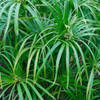 Falso Papiro (cyperus Alternifolius) 0
