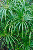 Falso Papiro (cyperus Alternifolius) 2