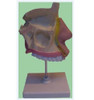 Cavidad Nasal, Material Didactico Para Enseñanza, 7036 1