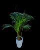 Palmera Areca De Interior (plantines) 1