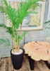 Palmera Areca De Interior (plantines) 2