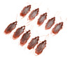 10 X Plástico Falso Cucaracha Roach Juguete Broma Broma Truc 0