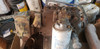 Partes De Motor Caterpillar 3306 3