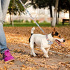 Productos Para Mascotasperroscollares, Arneses Y Correasc 4
