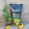 Sustrato Para Cítricos Y Palmeras Terrafertil 20 Litros 2