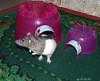 Refugio Casa Escondite Hamster Talle Mini Kaytee Importado 4