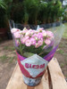 Planta Kalanchoe Rosado Claro 1