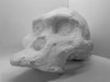 Craneo Australopithecus Africanus En 3d 3dimpressions 1