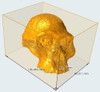 Craneo Australopithecus Africanus En 3d 3dimpressions 2