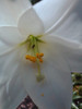 Bulbos Azucena Blanca 2