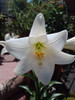 Bulbos Azucena Blanca 3