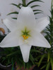Bulbos Azucena Blanca 5