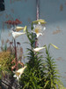 Bulbos Azucena Blanca 6