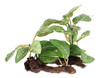 Uxcell Acuario Pecera Artificial Planta Falsa Deja Decoracir 0
