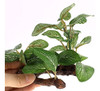 Uxcell Acuario Pecera Artificial Planta Falsa Deja Decoracir 3