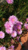 Rayitos De Sol De Flor Grande 1