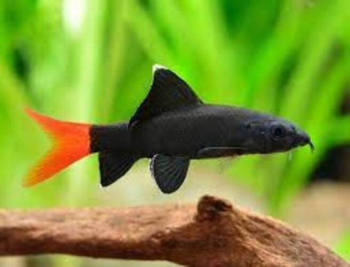 Labeo Bicolor Red Tail Shark Tropical Fish