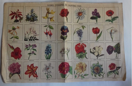 Lamina Flores Comunes De La Argentina Poster Billiken 1940 0