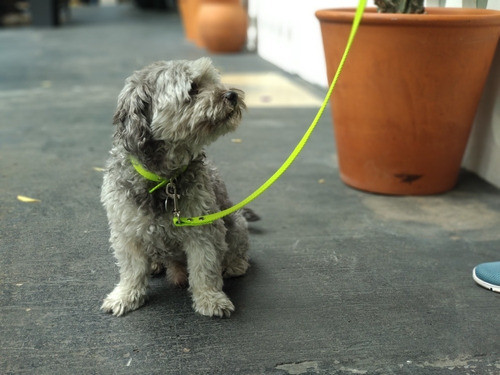 Correa Para Perro Chico Y Mediano 1,30cm De Largo. 1