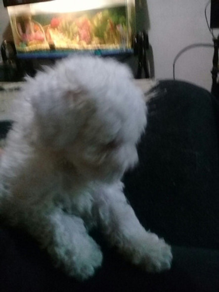 Caniche Blanco 0