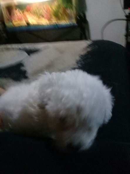 Caniche Blanco 1