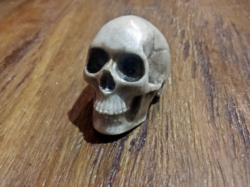 Cráneo Humano A Escala 1/6 Por 2 Unidades 0