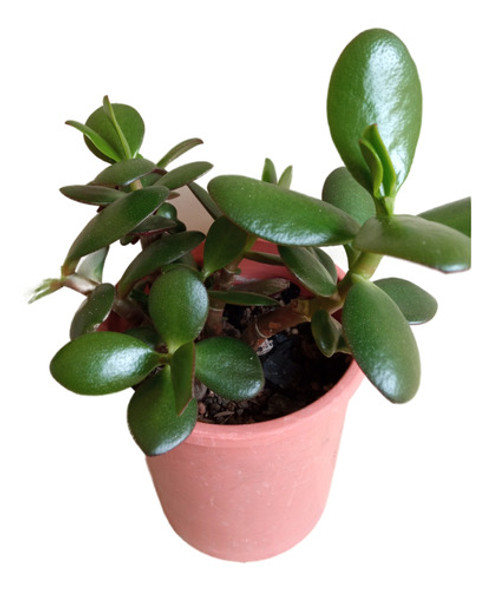 Planta Jade (crassula Ovata) 0 Planta Jade (crassula Ovata) 0