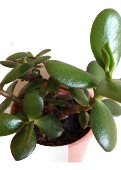 Planta Jade (crassula Ovata) 1 Planta Jade (crassula Ovata) 1