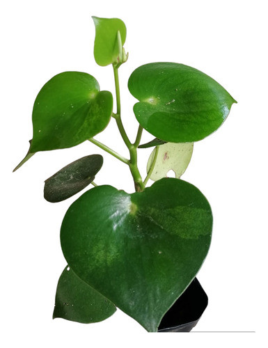 Planta Peperomia Polybotrya Ideal Para Interior 1
