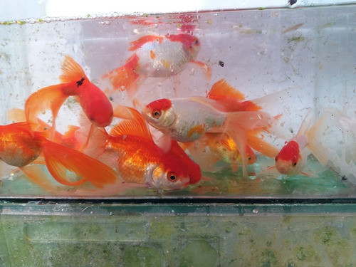 Peces 1