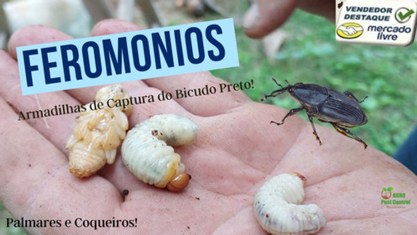 Feromonio Sexual Contra Broca Do Coqueiro Palmeira Real 1