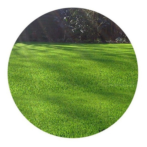 Cesped Perenne Para Sombra O Media Sombra Para Sembrar 10m2 0