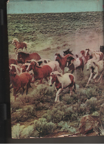 El Caballo Criollo En La Tradicion Argentina - G. A Terrrera 1