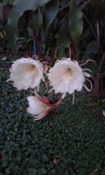 Planta Dama De La Noche. Flor Kadupul. Epiphyllum Oxipetalum 1